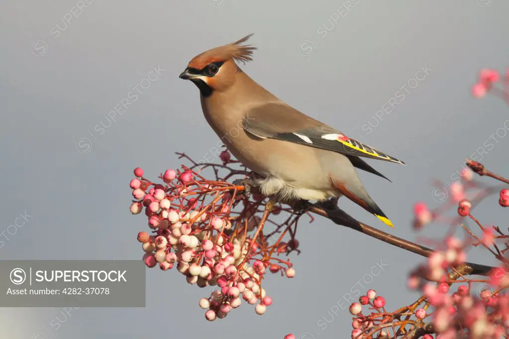 England, Hampshire, Hedge End. A waxwing perched on a branch in Hedge End.