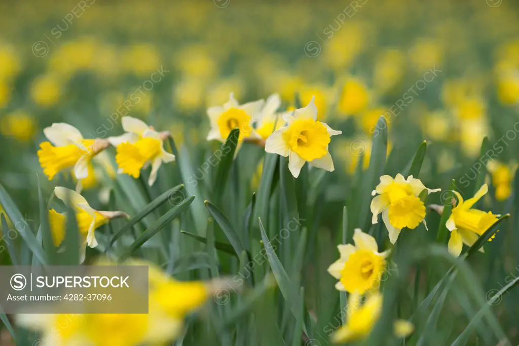 England, North Yorkshire, Farndale. Farndale daffodils in Yorkshire.