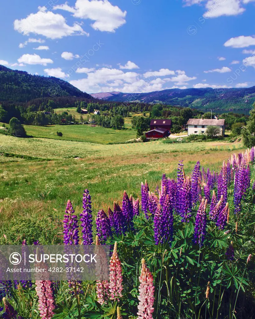 Norway, Vest Adger, Aseral. A midsummer view of the rural village Aseral in southern Norway.