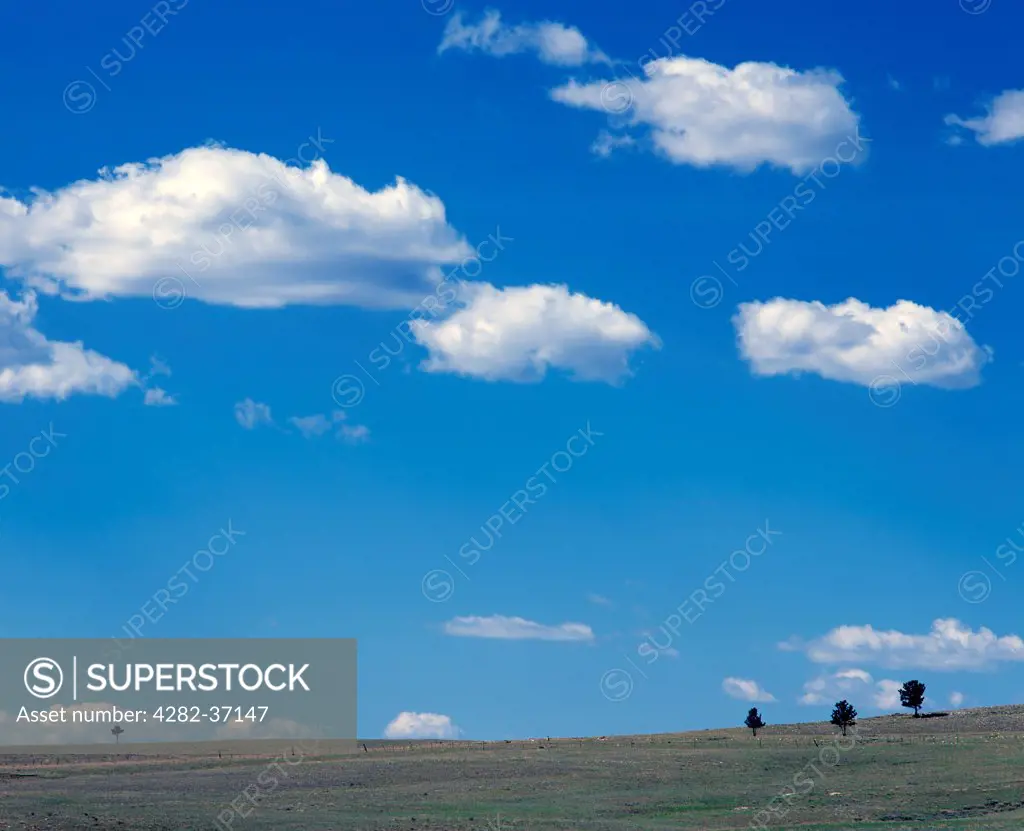 USA, Colorado, San Isabel Forest. A view of isolated trees under an open sky in the San Isabel Forest.