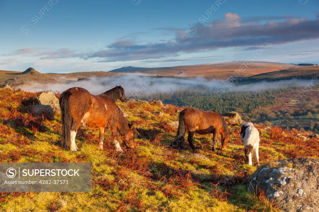 England, Devon, Sheepstor. Dartmoor pony grazing at Sheeps Tor in the Dartmoor National Park.