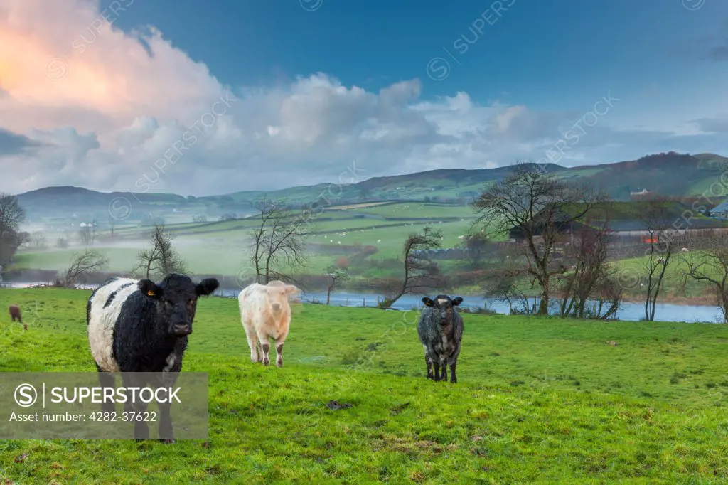 England, Cumbria, Blawith and Subberthwaite. Cows in a field in the Lake District National Park.
