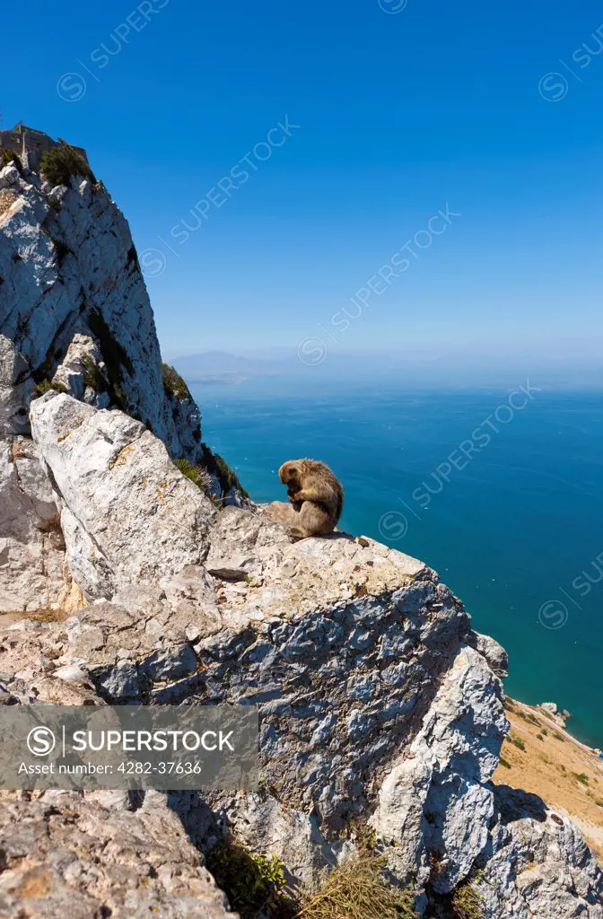 Gibraltar, Westside, Gibraltar. Gibraltar Barbary Macaque (Macaca sylvanus).
