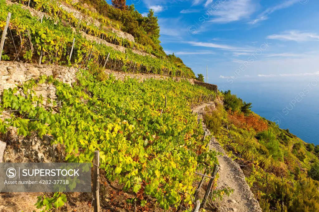 Italy, Liguria, Manarola. A vineyard overlooks the coast on the cliffs of the Mediterranean along the Italian Riviera.