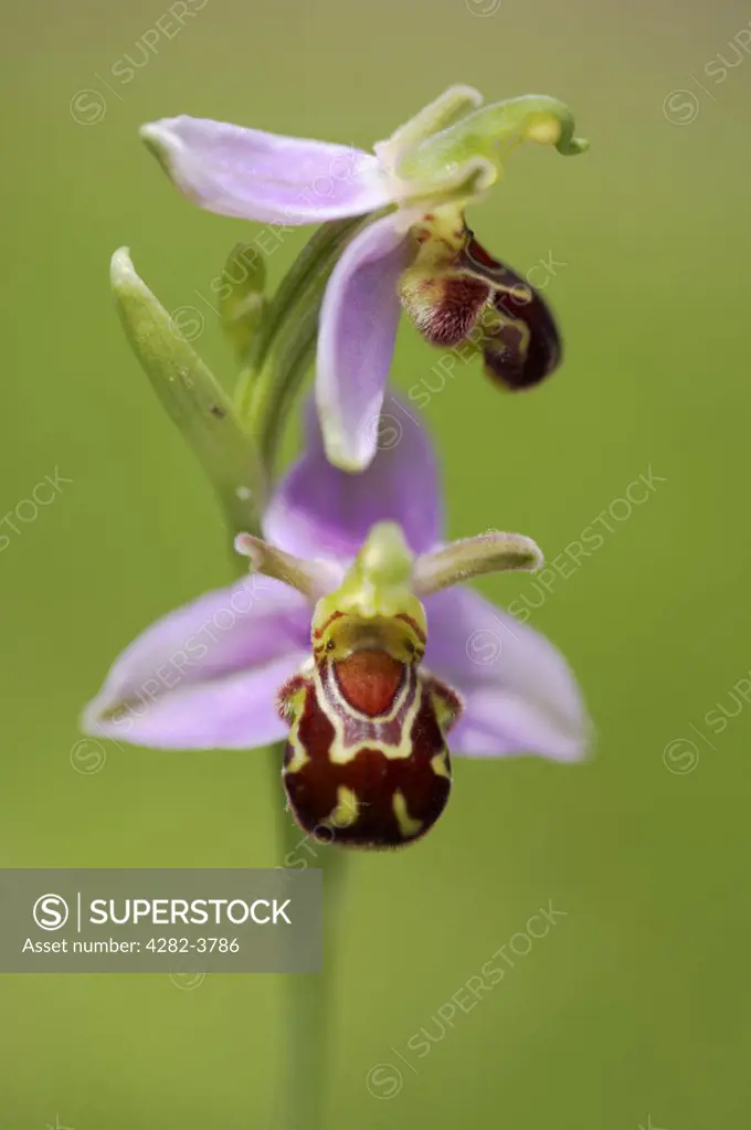 England, Norfolk, Wroxham. Detail of a wild bee orchid in a Norfolk meadow.