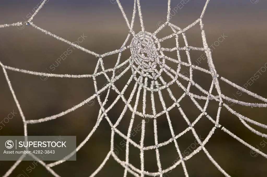 England, Suffolk, Oulton Broad. A frozen spiders web on the Norfolk Broads.