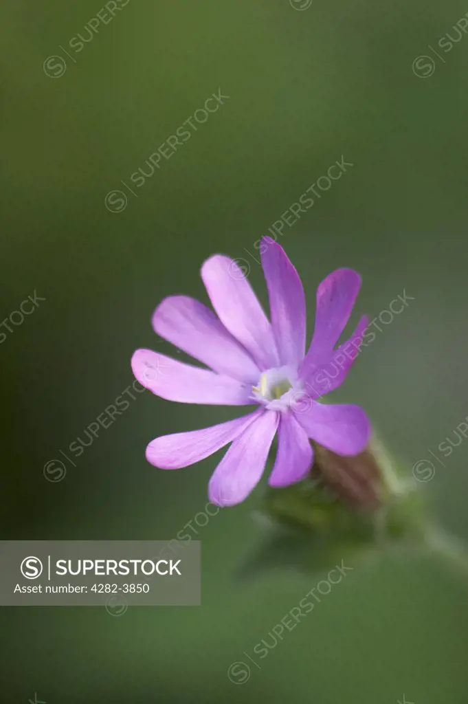 England, Norfolk, Happisburgh. Detail of a Red Campion.