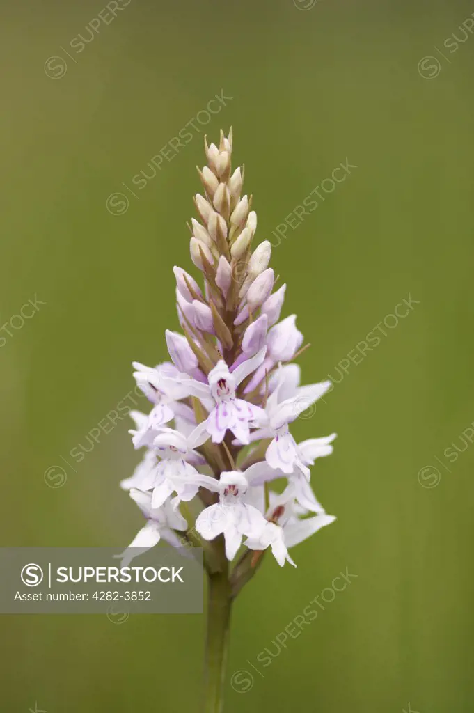 England, Norfolk, Happisburgh. Detail of a Common Spotted Orchid on marshland on the Norfolk Broads.