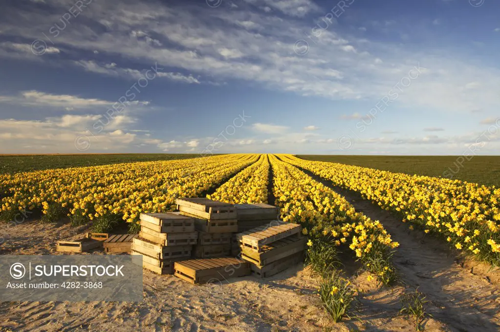 England, Norfolk, Happisburgh. A field of spring daffodils in the Norfolk countryside near Happisburgh.