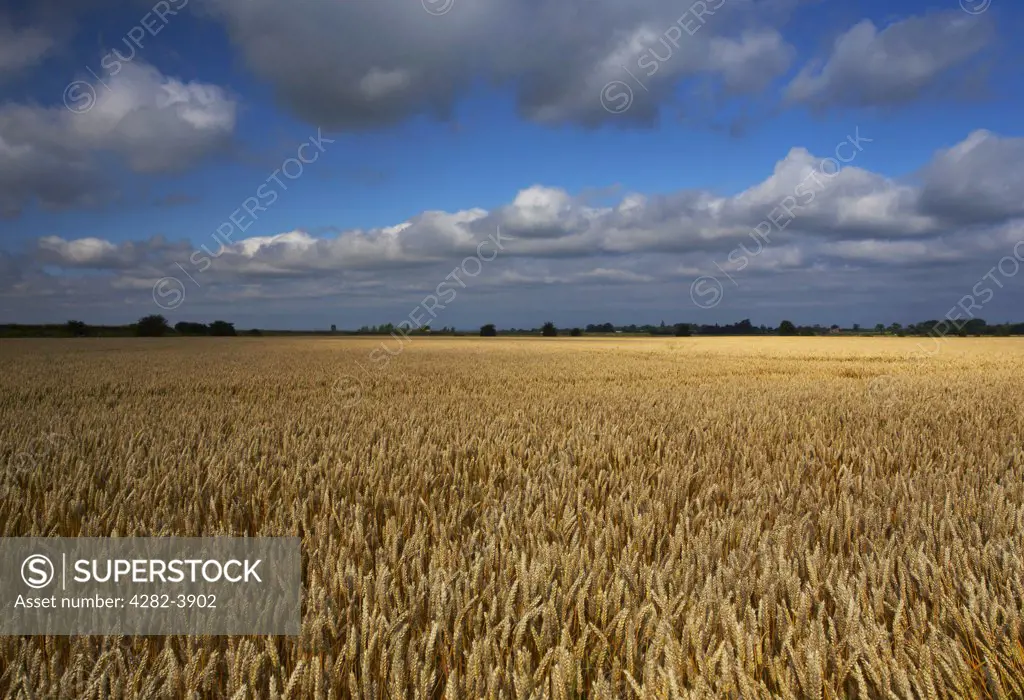 England, Norfolk, East Runton. A field of wheat on a Summer day in the Norfolk countryside.