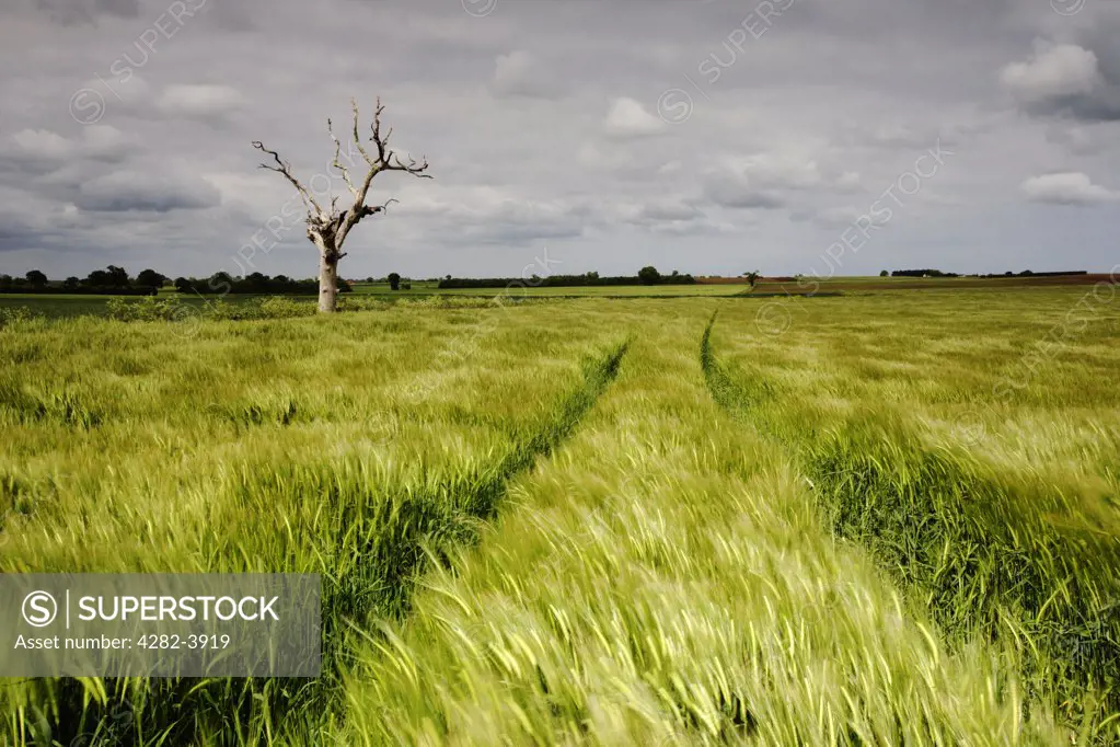England, Norfolk, Buxton. A tree and Barley field during a storm in the Norfolk countryside.