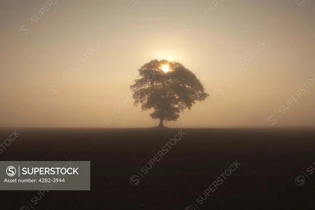 England, Norfolk, Horsey. A misty view of a silhouetted tree at sunrise in the Norfolk countryside.