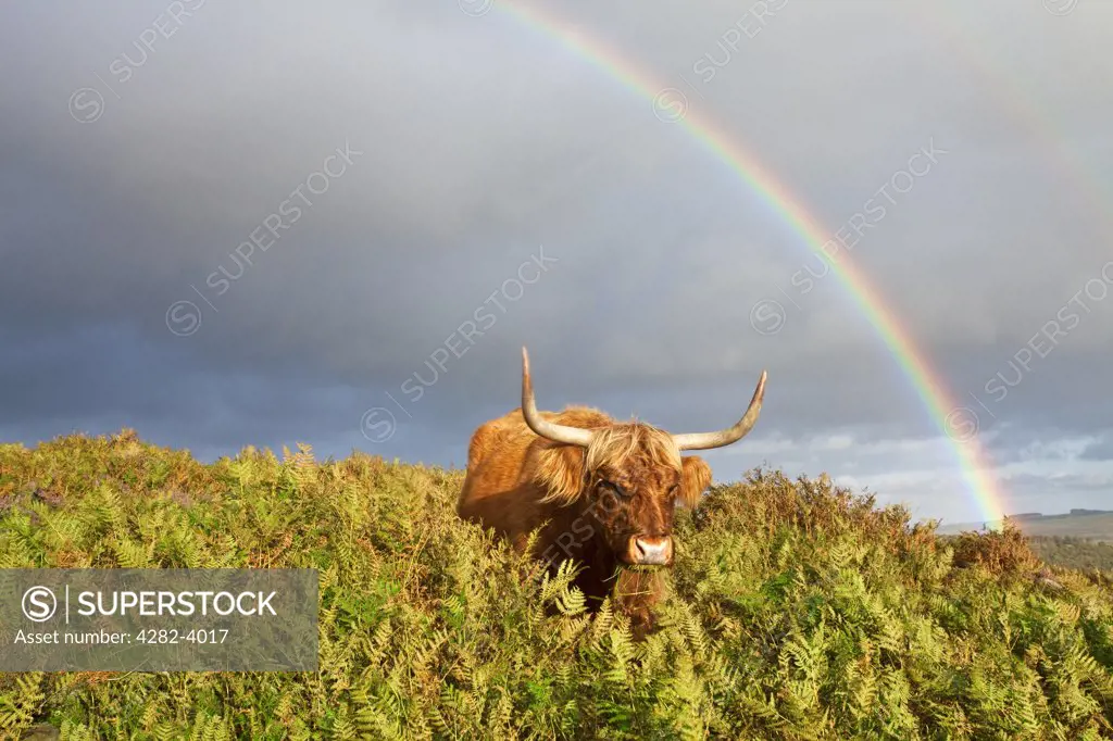 England, Derbyshire, Baslow Edge. Stormy skies producing a rainbow over a Highland cow on Baslow Edge in the Peak District National Park.