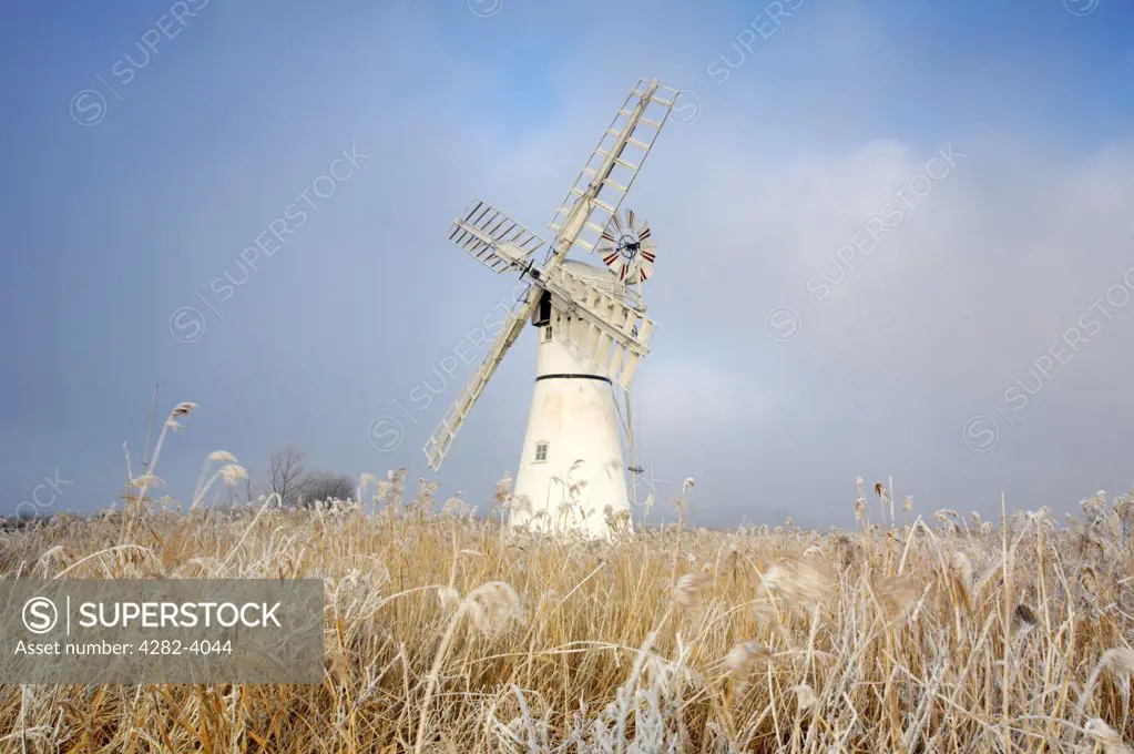 England, Norfolk, Thurne. Hoarfrost on reeds by Thurne Mill standing at the entrance to Thurne Dyke on the Norfolk Broads.