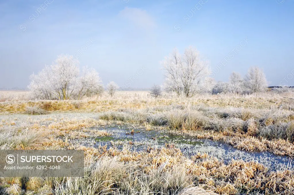 England, Norfolk, near Horning. Frozen Marsh land close to St Benets Abbey on the Norfolk Broads following a winter Hoarfrost.