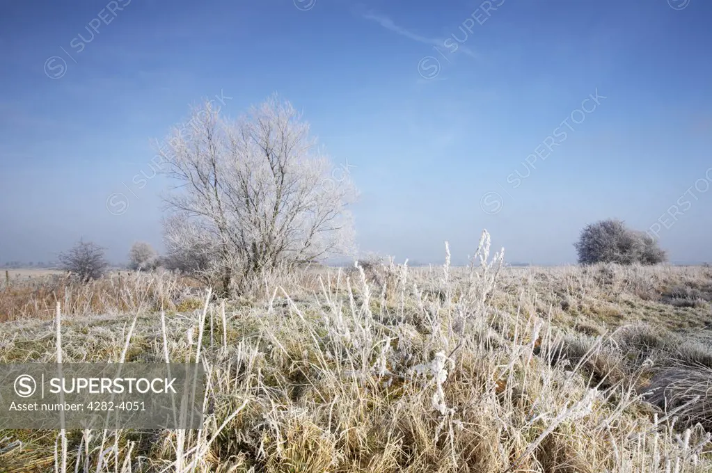 England, Norfolk, near Horning. Frozen Marsh land close to St Benets Abbey on the Norfolk Broads following a winter Hoarfrost.