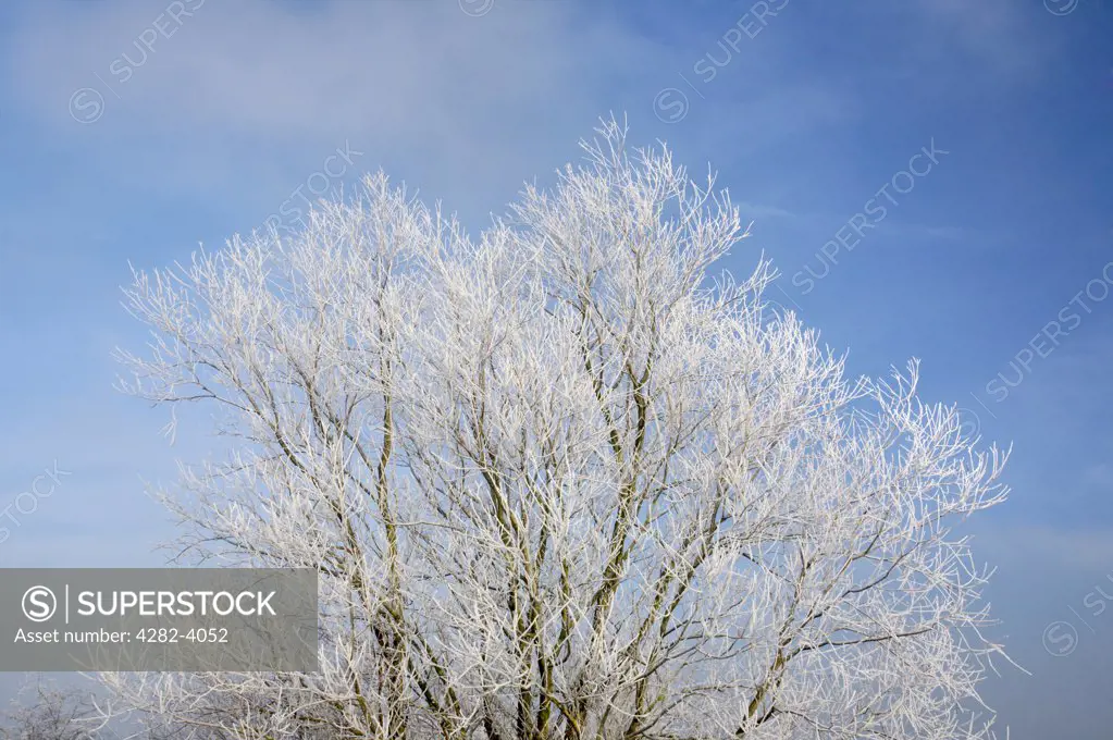 England, Norfolk, near Horning. A frosty tree close to St Benets Abbey on the Norfolk Broads following a winter Hoarfrost.