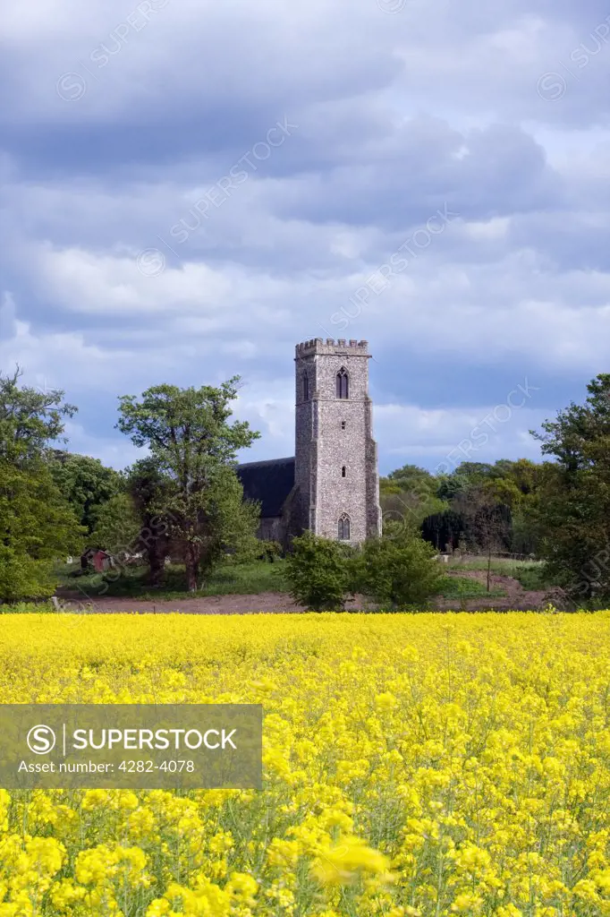 England, Suffolk, Henstead. View over a field of bright Oilseed Rape towards St Mary's church in Henstead.