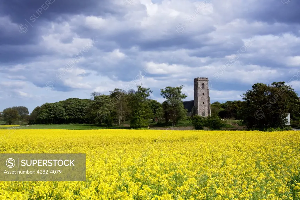 England, Suffolk, Henstead. View over a field of bright Oilseed Rape towards St Mary's church in Henstead.