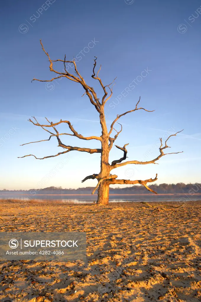 England, Suffolk, Beancre. A dead tree at first light on Beancre beach on the Suffolk Coastline.