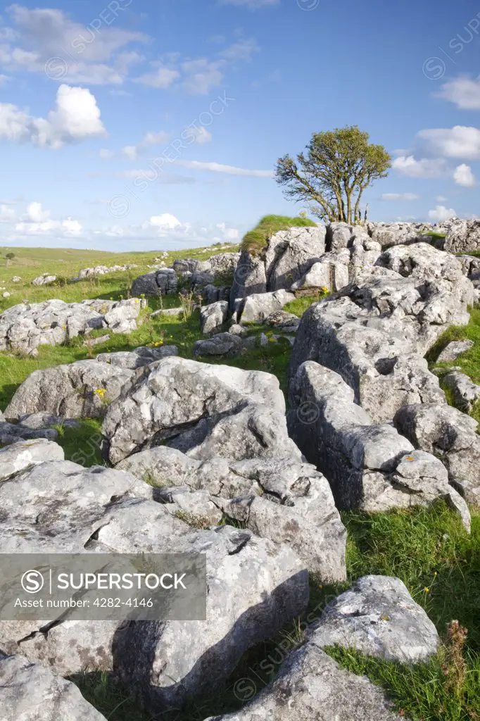 England, Derbyshire, The White Peak. Limestone paving and a tree in the White Peak area of the Peak District National Park.
