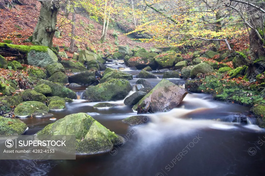 England, Derbyshire, Longshaw Estate. Burbage Brook flowing over boulders in Padley Gorge, one of the finest remaining examples of oak and birch woodland that once covered many Dark Peak valleys in the Peak District National Park.