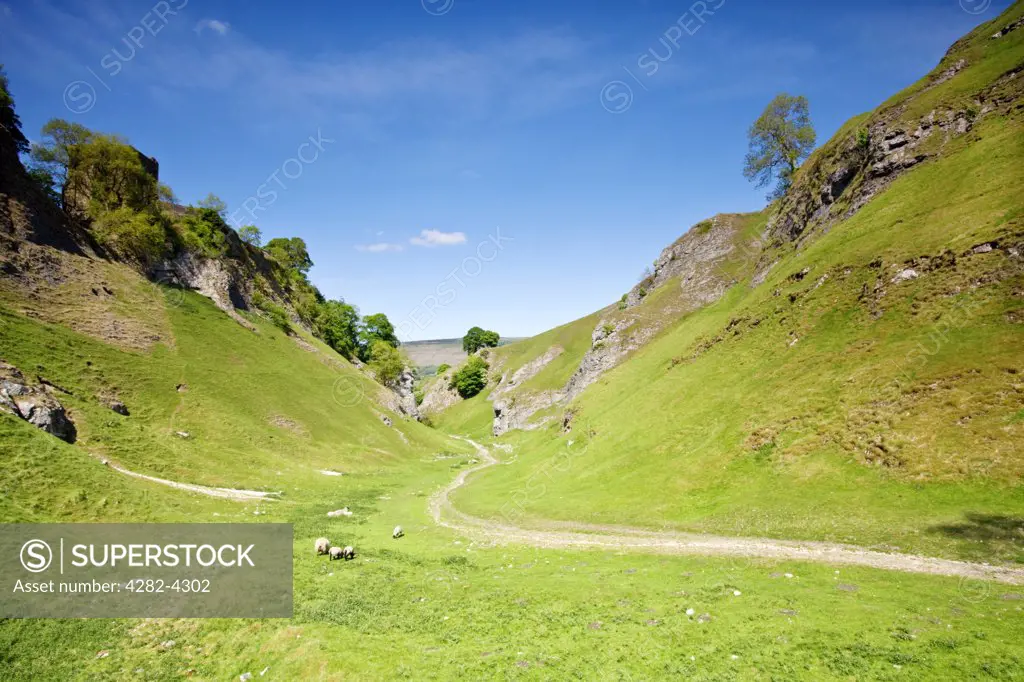 England, Derbyshire, Cave Dale. Sheep grazing by a bridleway, part of the Limestone Way footpath, in Cave Dale, a dry limestone valley in the Peak District National Park.
