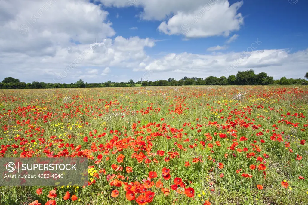 England, Norfolk, near Castle Acre. Poppies growing in a field near Castle Acre in the Norfolk countryside in summer.