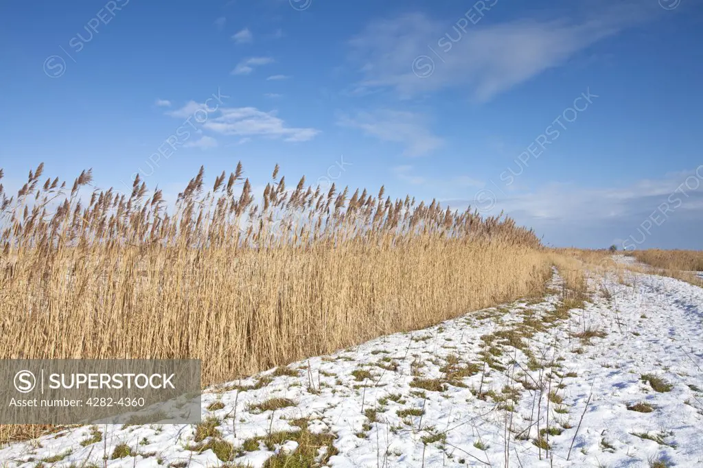 England, Norfolk, Halvergate Marshes. Reeds in the snow on the Halvergate Marshes in the Norfolk Broads.