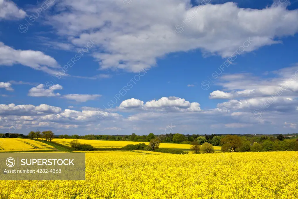 England, Suffolk, Great Thurlow. Bright yellow fields of Oil Seed Rape near Great Thurlow.
