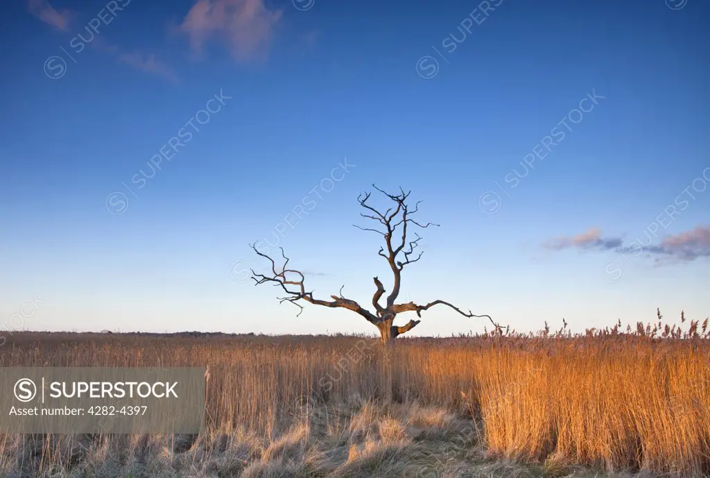England, Suffolk, Iken. A lone dead tree in the Suffolk marshlands at Iken.