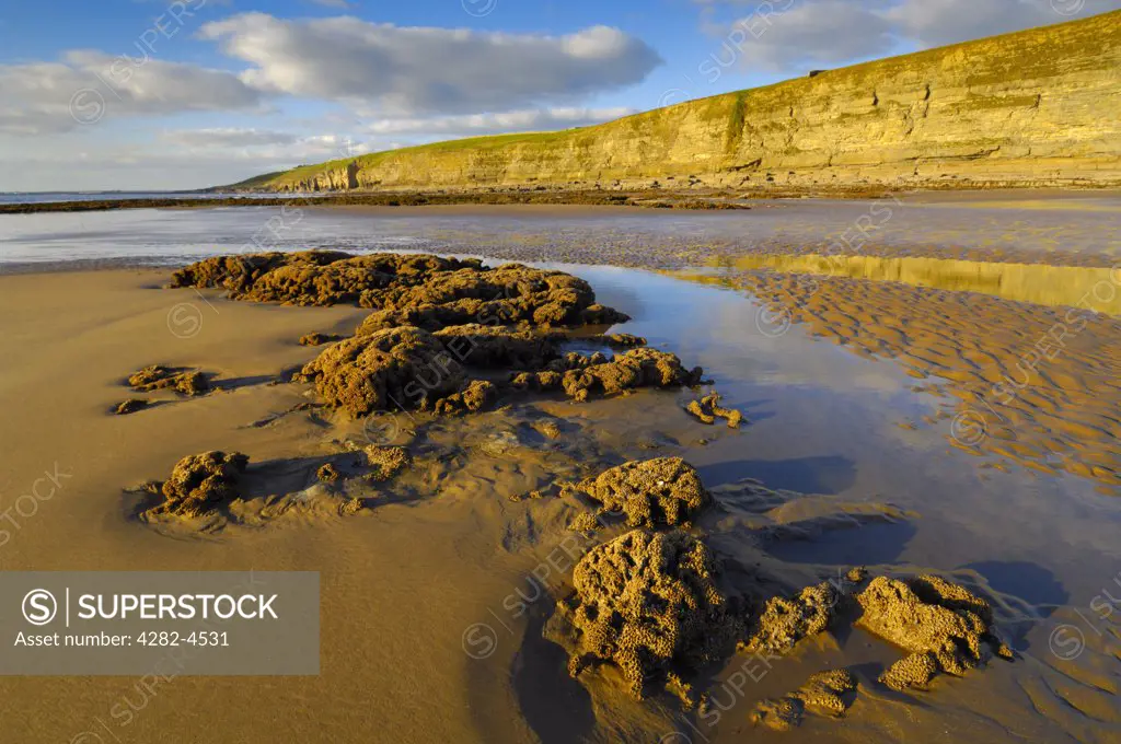 England, Glamorgan, Southerndown. A view of the reef formed by Honeycomb Worm at Dunraven Bay. The ruins of Dunraven Castle (actually a 19th century mansion) stand upon the headland at Dunraven Bay.