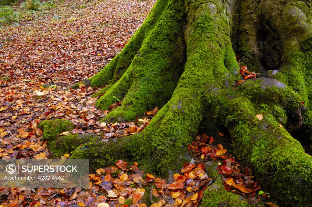 England, North Somerset, Cleve. Moss covered tree roots in autumn in Goblin Combe woods. Goblin Combe is a glacial outwash gorge which has earned citation as a Site of Special Scientific Interest.