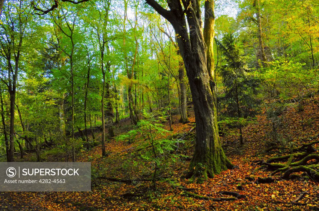 England, North Somerset, Cleve. Autumn in Goblin Combe woods. Goblin Combe is a glacial outwash gorge which has earned citation as a Site of Special Scientific Interest.