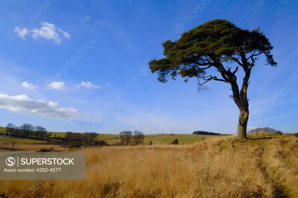 England, Somerset, Priddy. Lone pine on the Mendip Hills. The hills are situated only 20 miles from the city of Bath and the area is steeped in history associated with Roman and Iron Age remains.