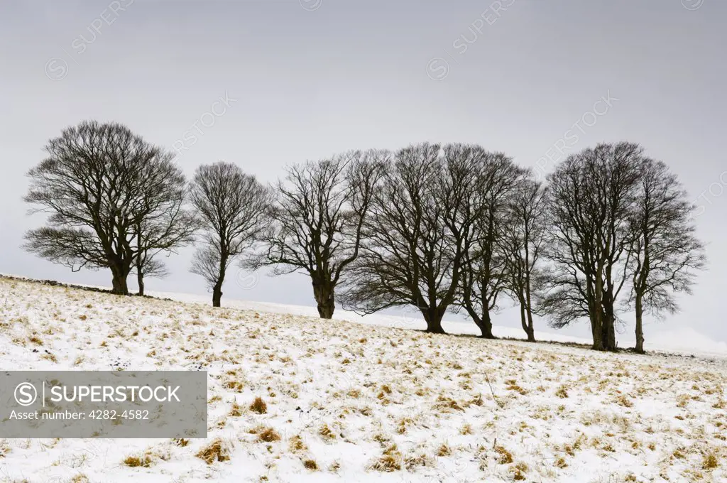 England, Somerset, Priddy. Beech trees in snow on North Hill on the Mendip Hills.