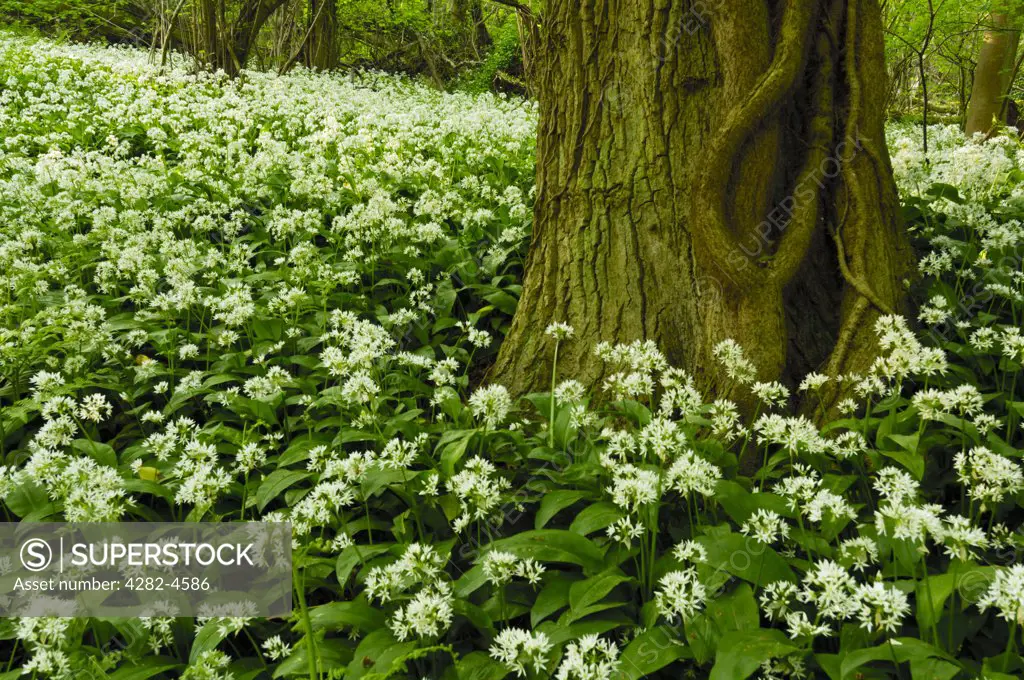 England, North Somerset, Portbury. Wild garlic growing around a fallen branch in Portbury. Raw garlic leaves and flowers can be used in salads where they give a mild to moderate garlic taste.