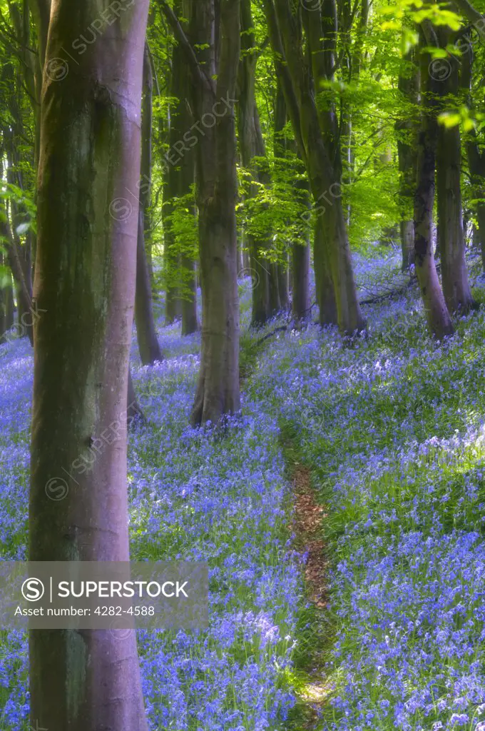 England, North Somerset, Portbury. Woodland pathway through bluebells in Prior's Wood. There is evidence of iron age farming with many level terraces through the northern part of the wood.