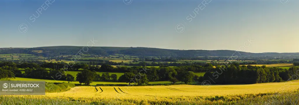 England, North Somerset, Wrington. Panoramic view over a wheat field from the village of Wrington. Wheat is a close third to rice and sweetcorn in terms of worldwide total production.