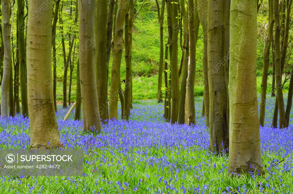 England, North Somerset, Portbury. Pathway through bluebells in an English woodland in spring. Although common in much of Britain, bluebells are rare in the rest of Europe and absent from the rest of the world.
