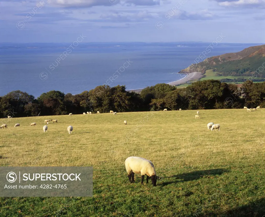 England, Somerset, Porlock. Sheep grazing in a field on Porlock Hill in Exmoor National Park.