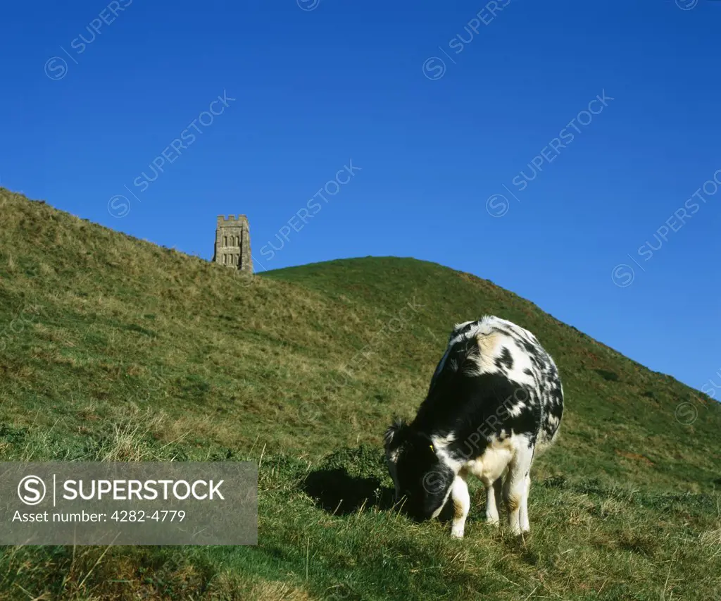 England, Somerset, Glastonbury. A cow grazing on the side of Glastonbury Tor with St. Michael's Tower in the distance.