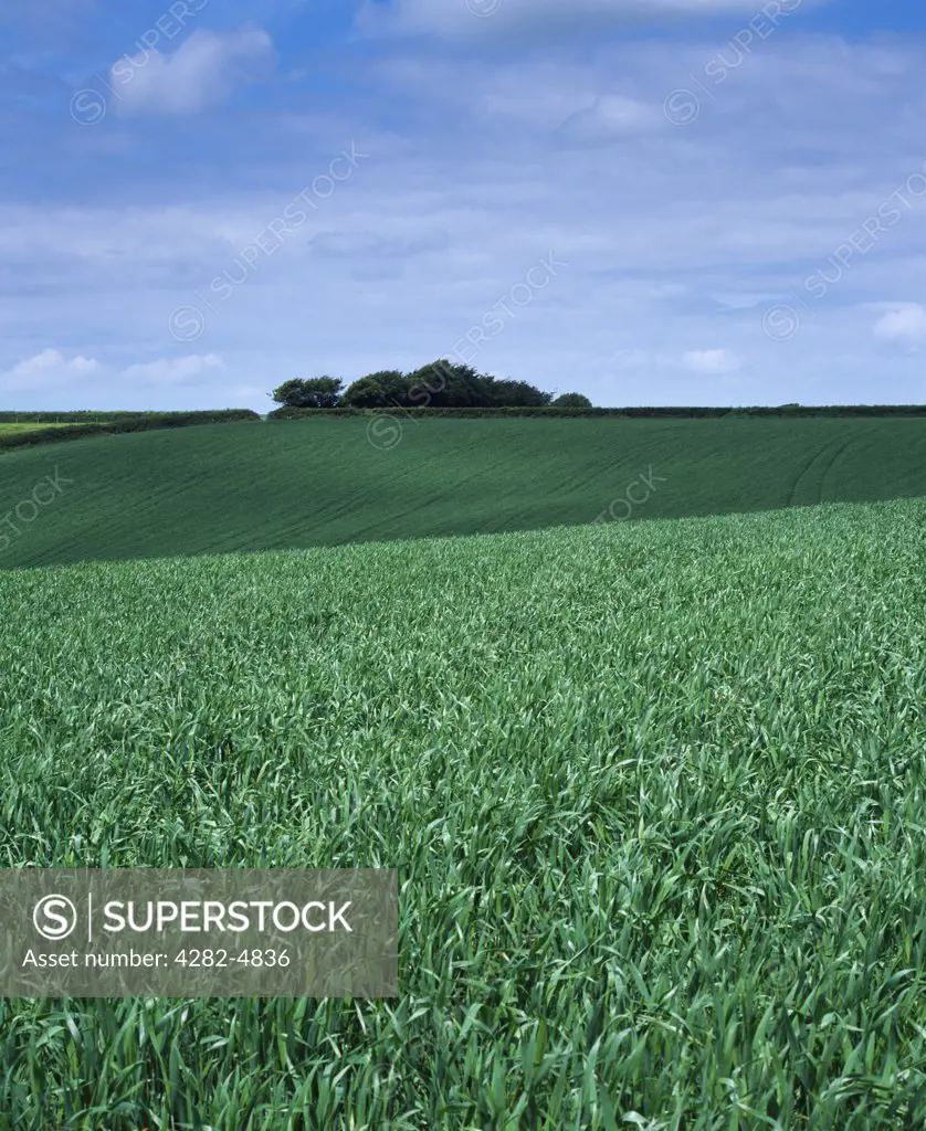 England, Devon, West Buckland. A field of new crops growing in early summer at West Buckland.