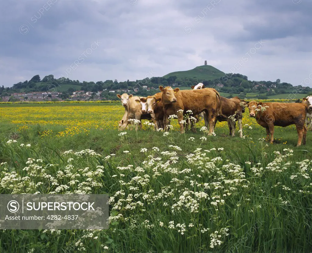 England, Somerset, Glastonbury. Cattle grazing on South Moor in front of Glastonbury Tor.