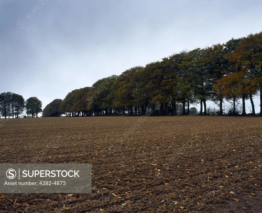 England, Somerset, Wells. A ploughed field in Autumn at Whitnell Corner on the Mendip Hills near Wells.