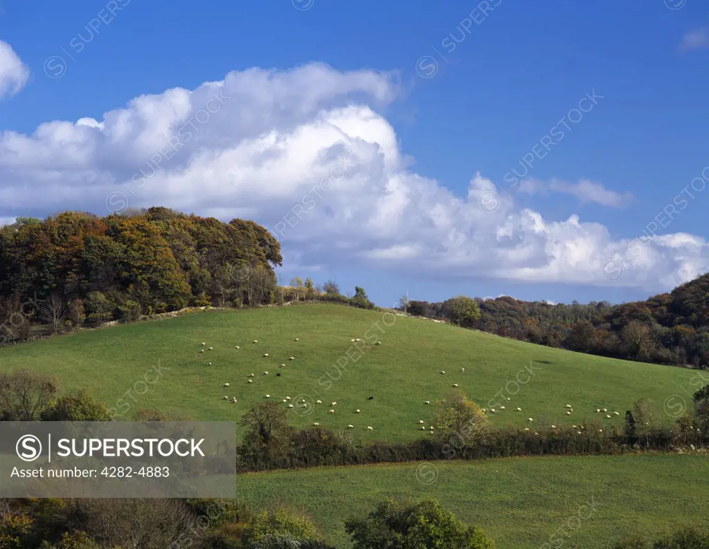 England, Gloucestershire, Slad. Sheep on Down Hill near the village of Slad in Gloucestershire.