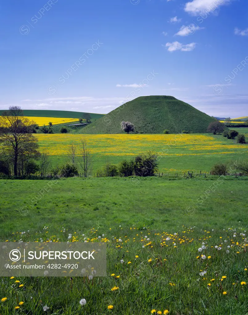 England, Wiltshire, Avebury. The ancient man made Neolithic chalk mound of Silbury Hill surrounded by fields of dandelions and rapeseed near Avebury in Wiltshire.