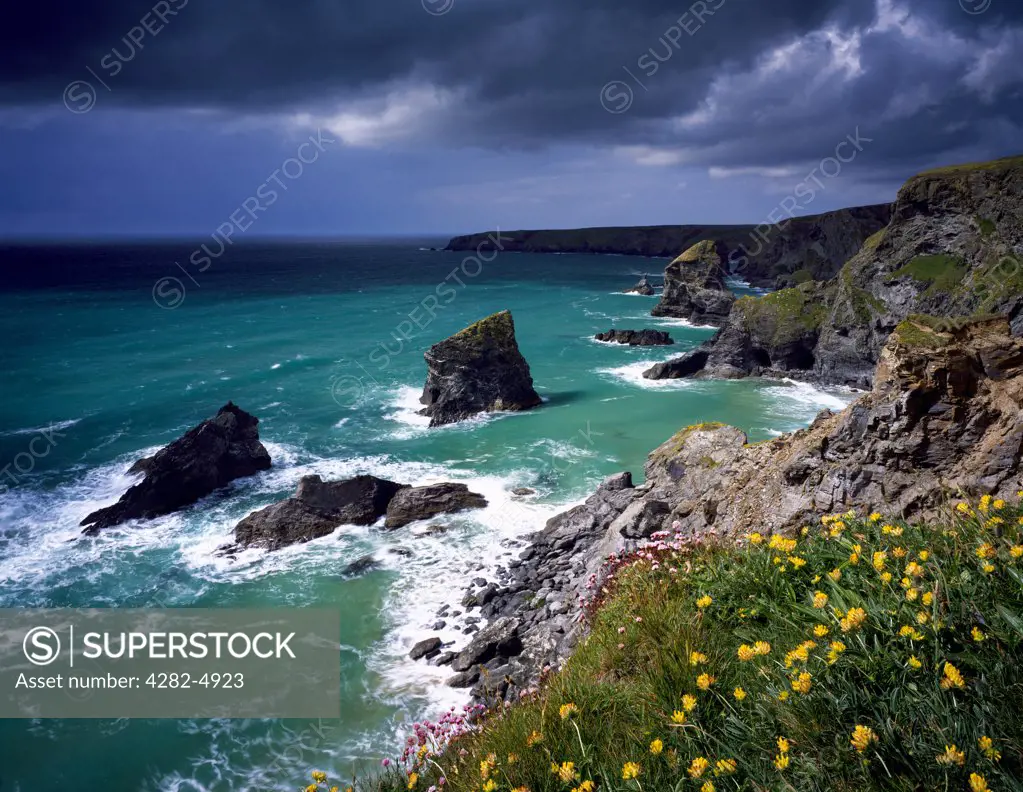 England, Cornwall, near Newquay. Spring flowers on the cliff top overlooking Bedruthan Steps on the North Cornwall coastline.