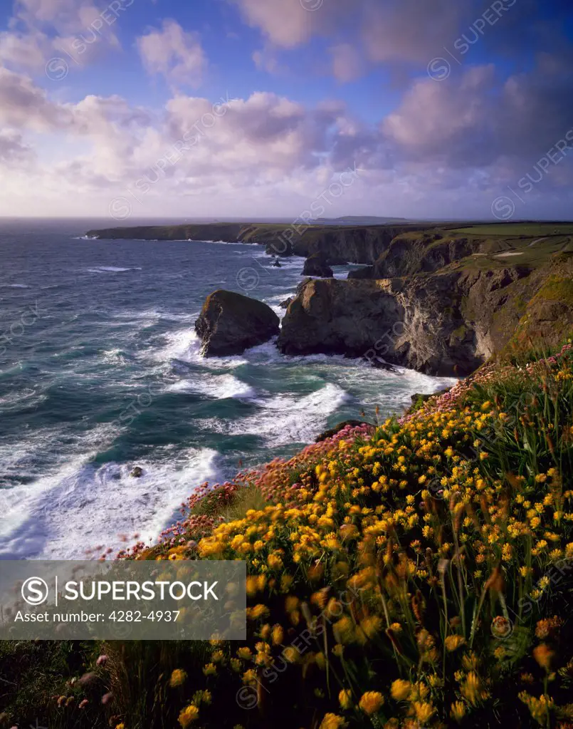 England, Cornwall, Carnewas. Spring flowers on the Carnewas cliff top overlooking Bedruthan Steps on the North Cornwall Coastline near Newquay.