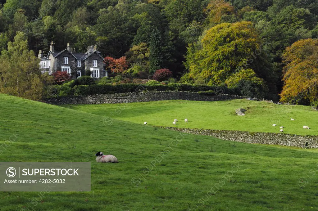 England, Cumbria, Grasmere. Sheep grazing in fields and woodland overlooking the lake Grasmere in The Lake District National Park.